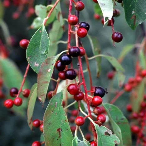 Chockecherry-Common.jpg