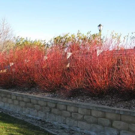 Willow-Flame.jpg
