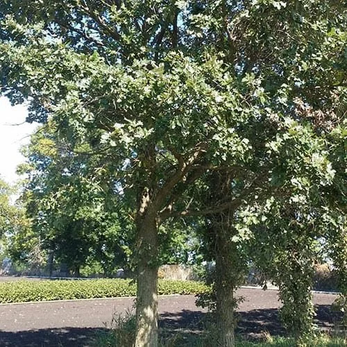 Bur-Oak-1-1.jpg