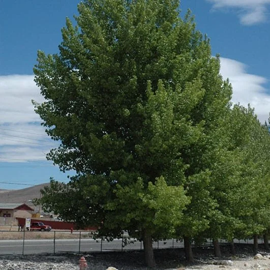 Poplar-Norway-Siouxland.jpg