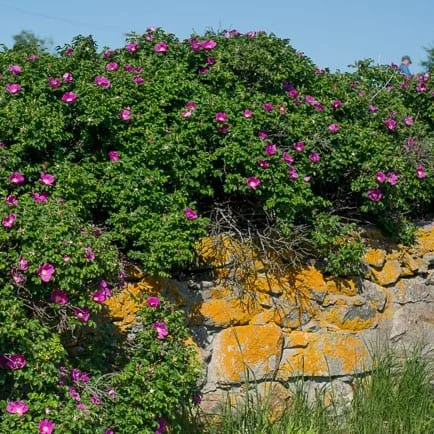 Rose-Rugosa.jpg
