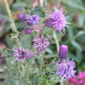 Canada Thistle