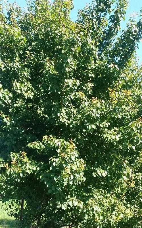 Apricot-Web.jpg