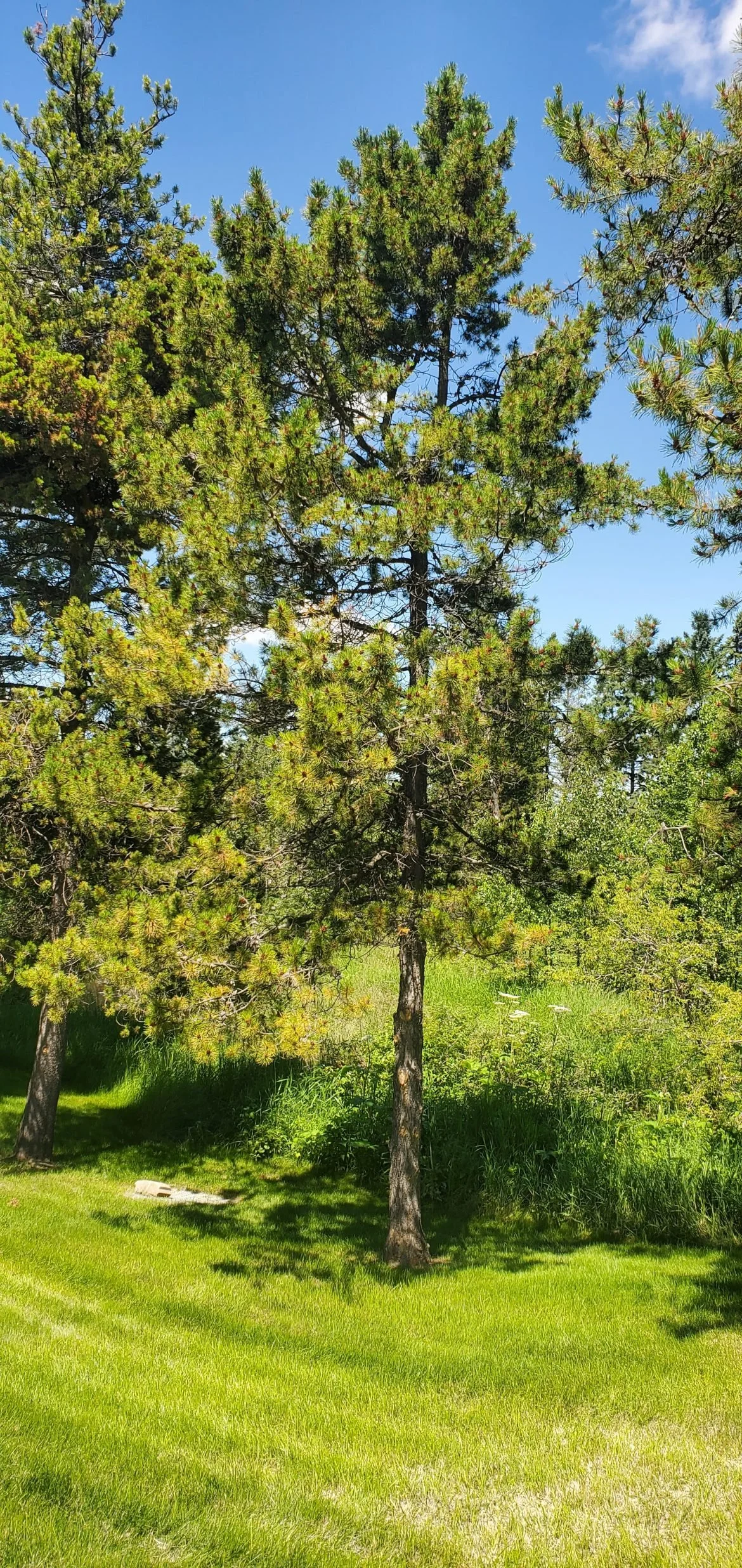 lodgepole_pine_001-1170x2472.jpg