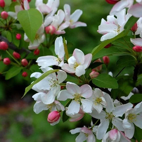 Siberian-Crabapple.jpg