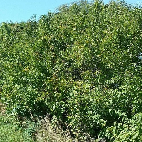 American-Plum.jpg