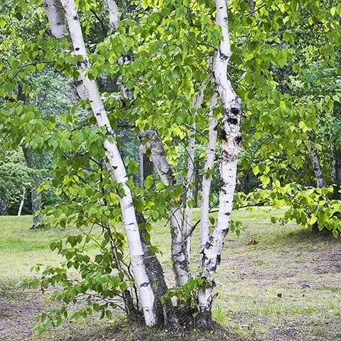 Birch-Paper.jpg