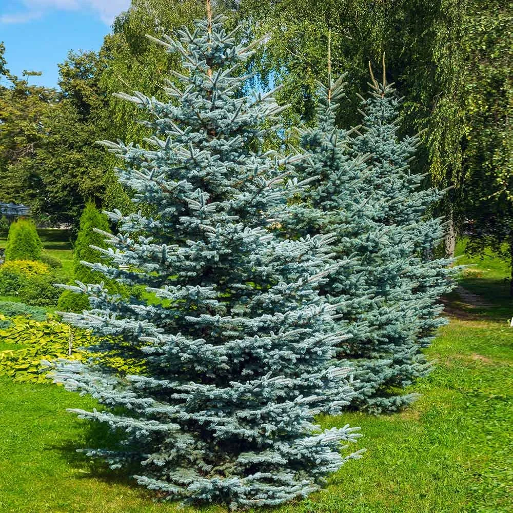 Colorado_BLue_Spruce_6.jpg