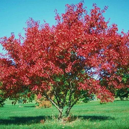 Maple-Amur-Web.jpg