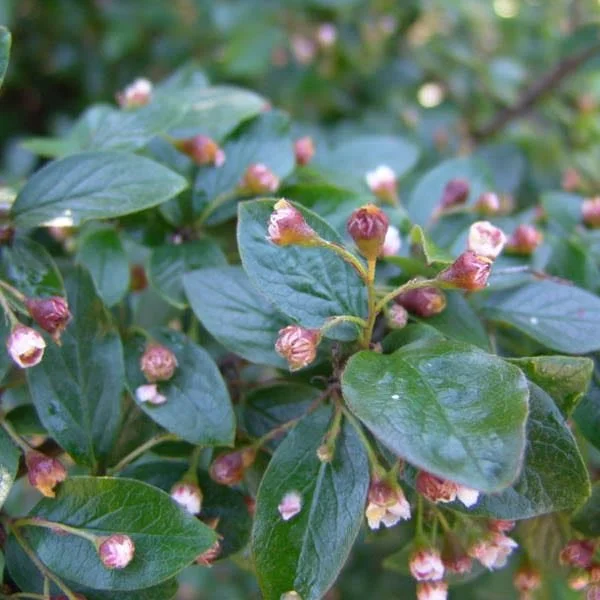 Cotoneaster-Acutifolia.jpg