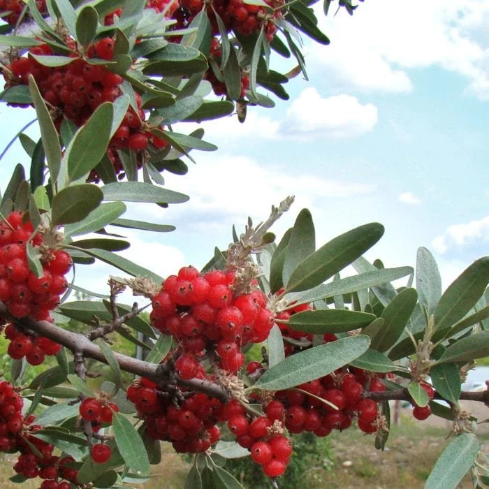 Buffaloberry-700x700.jpg