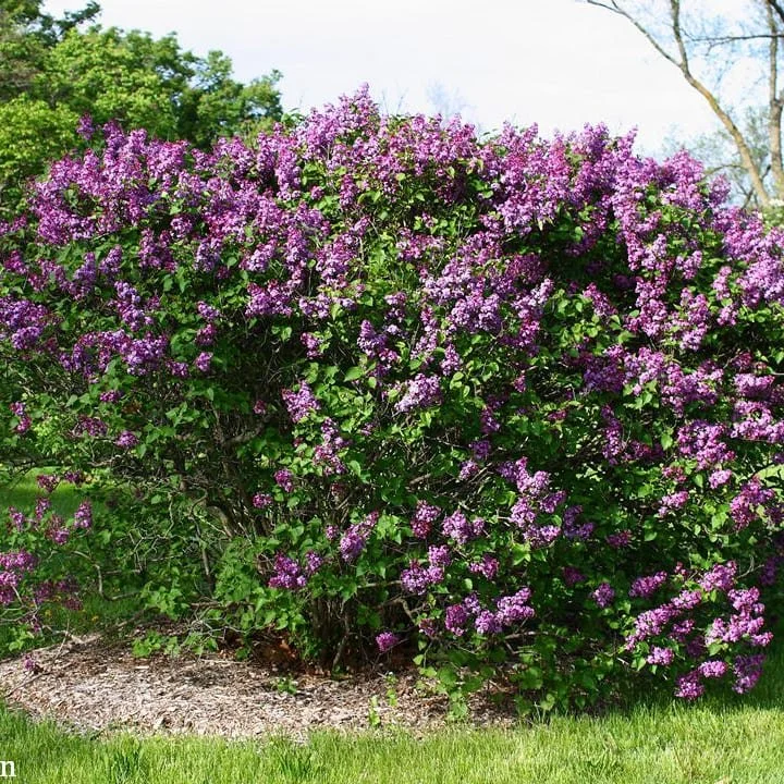 Lilac-Common-Purple.jpg