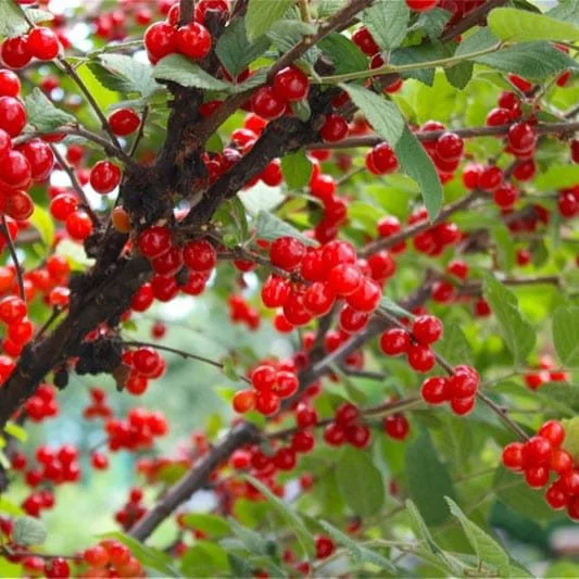 Cherry-Nanking.jpg