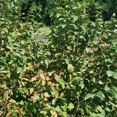 Hazelnut-1.jpg