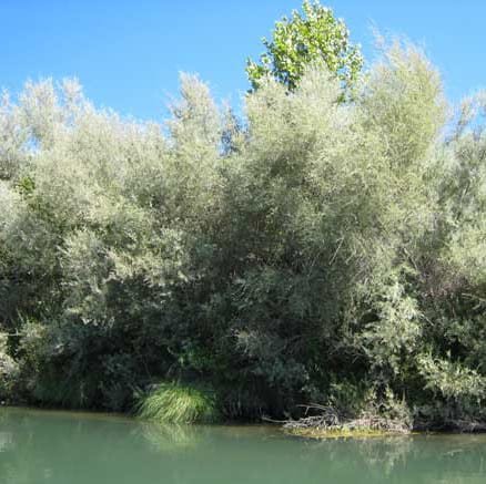 Willow-Sandbar.jpg