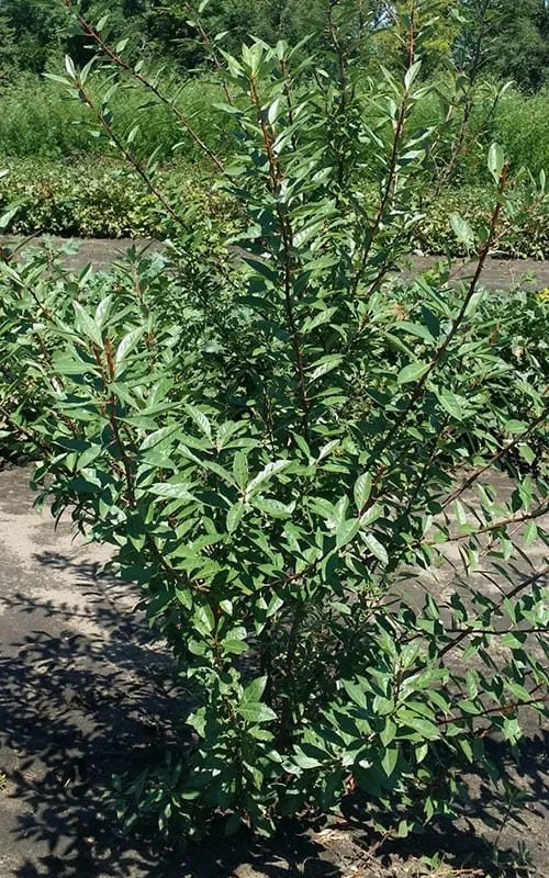 Sand-Cherry-Web.jpg