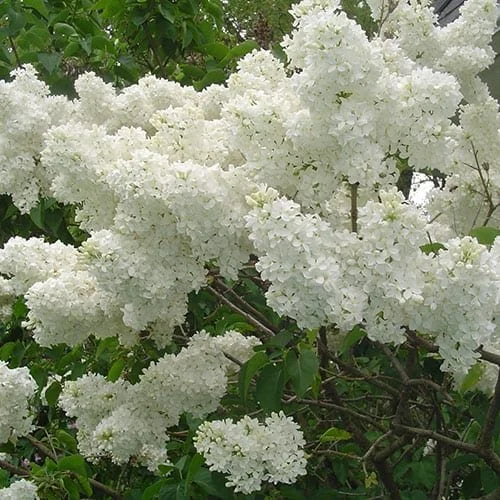Lilac-white-web.jpg