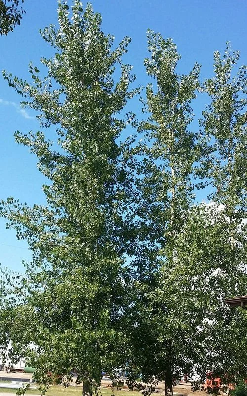 Male-Cottonwood-Web.jpg