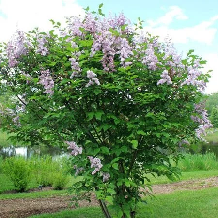 Lilac-Villosa.jpg