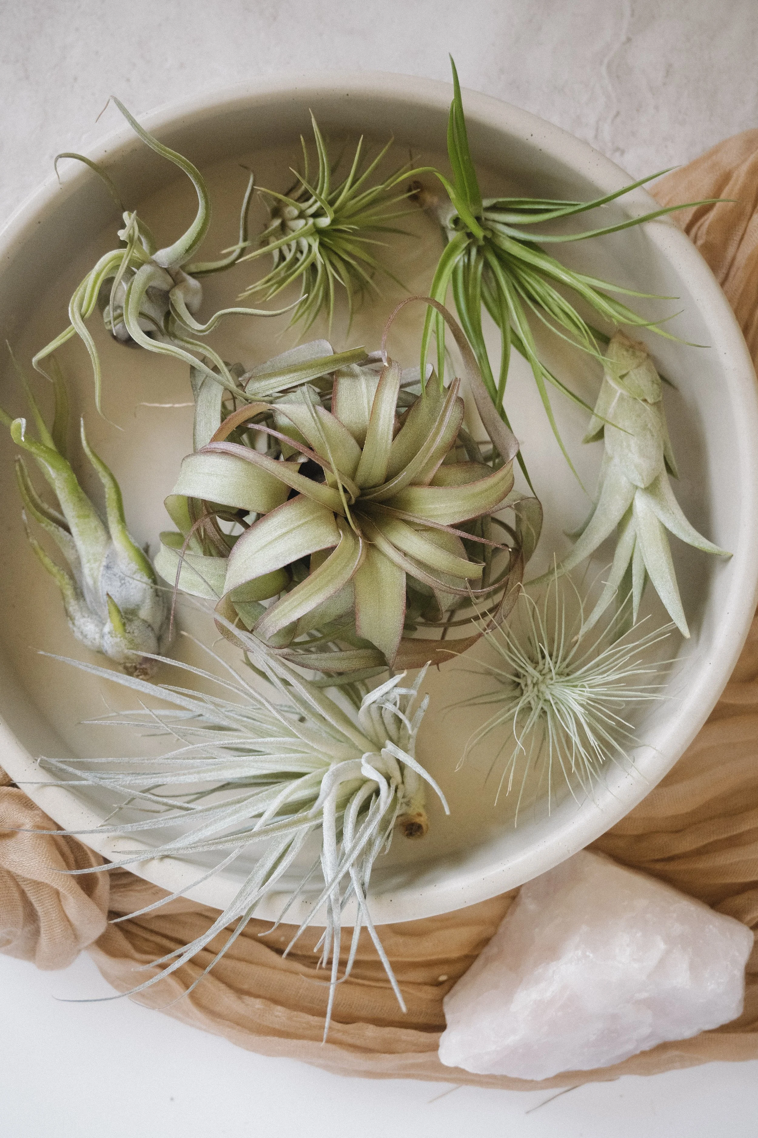 Air Plant