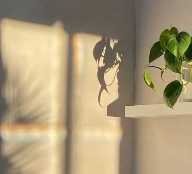 Sunlight casting a shadow of a chameleon on a wall near a potted plant with large green leaves.