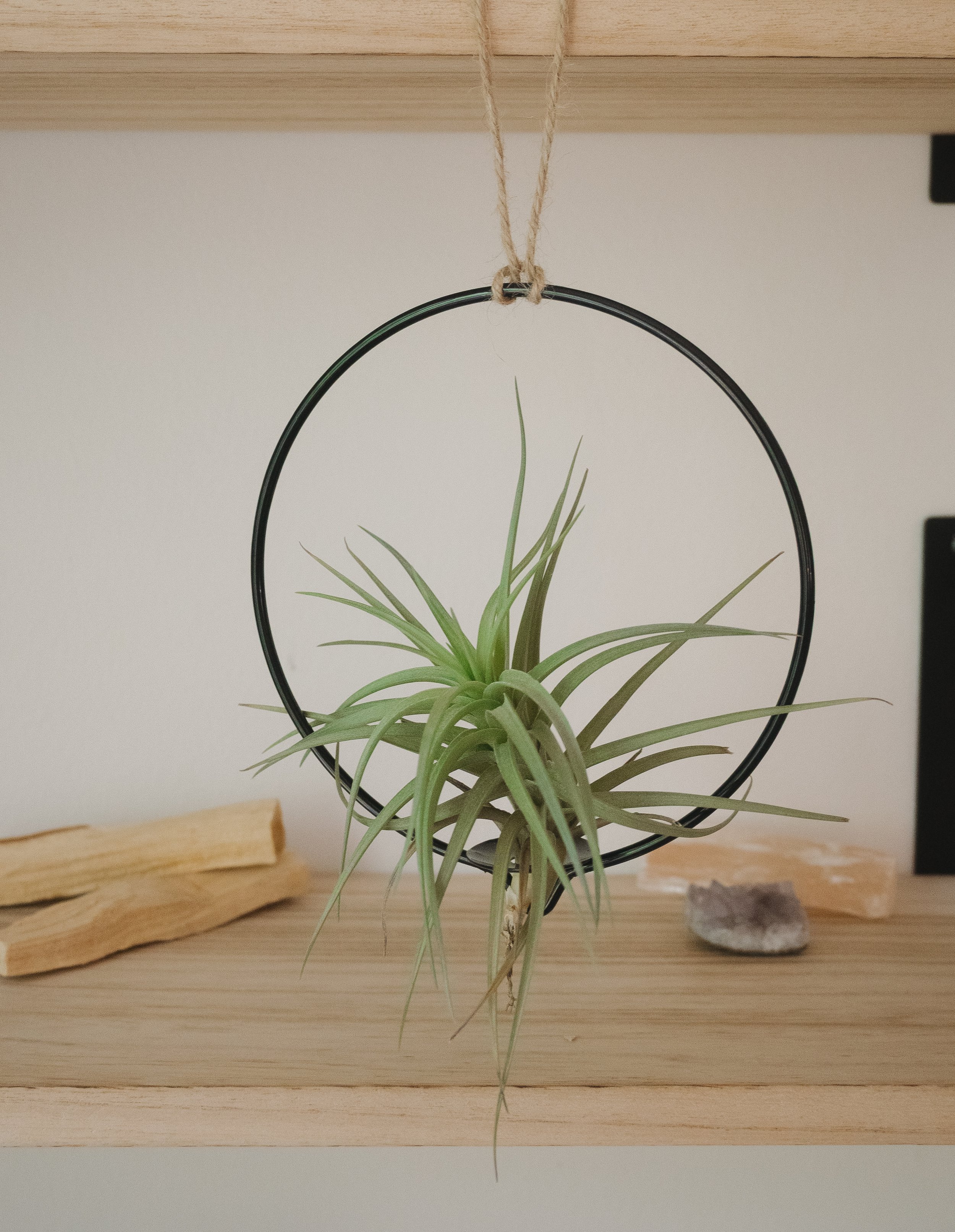 Hanging Air Plant Holder