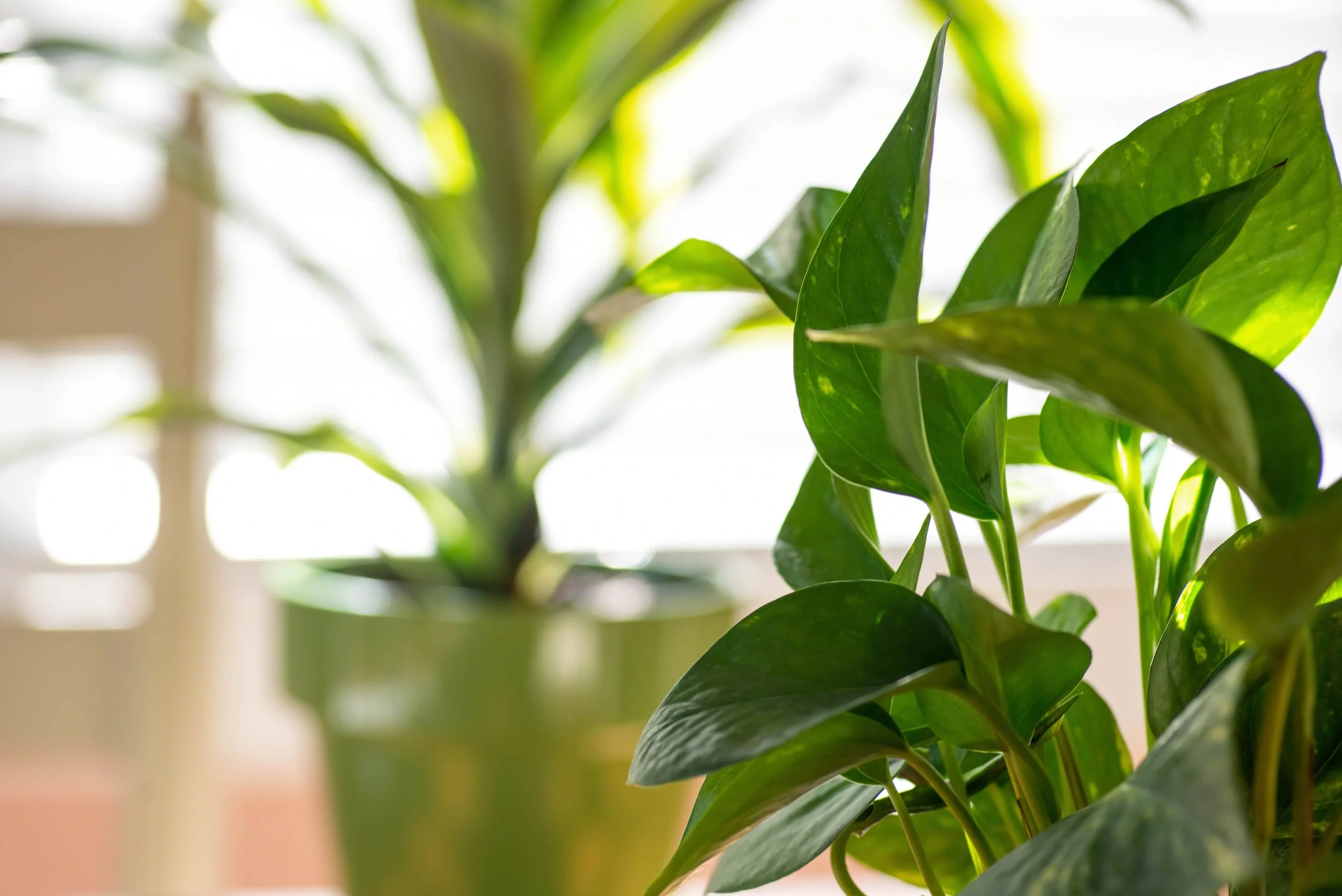 Indoor houseplants with green leaves