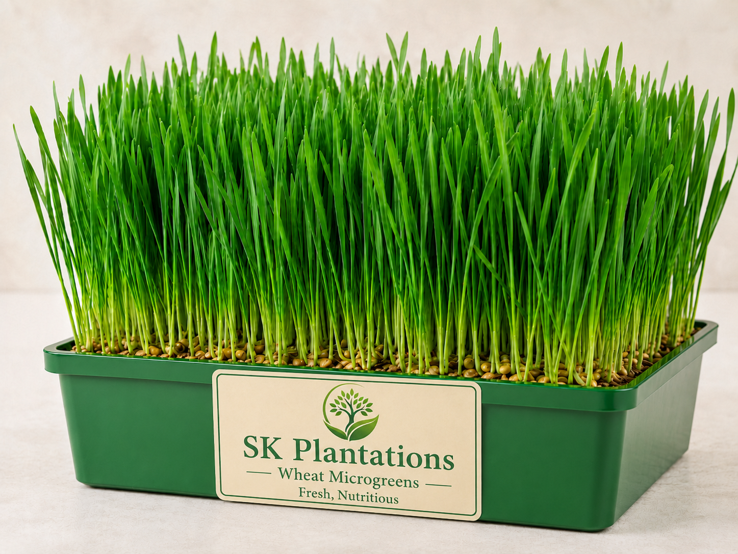 wheat microgreens.png