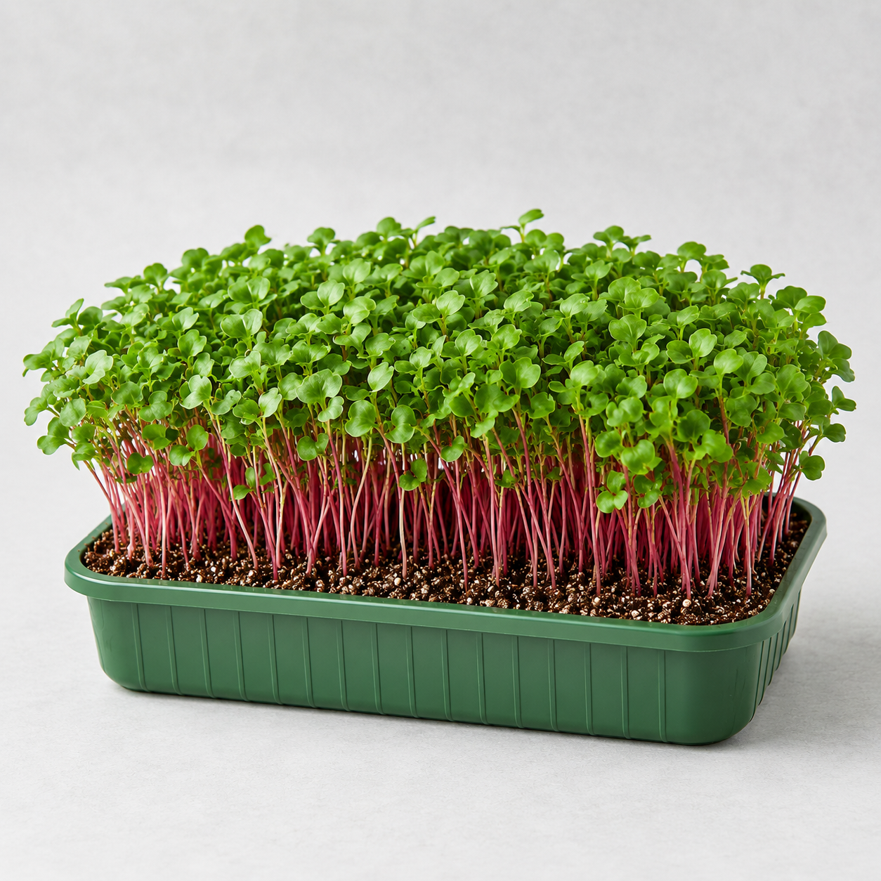 radish microgreen.png