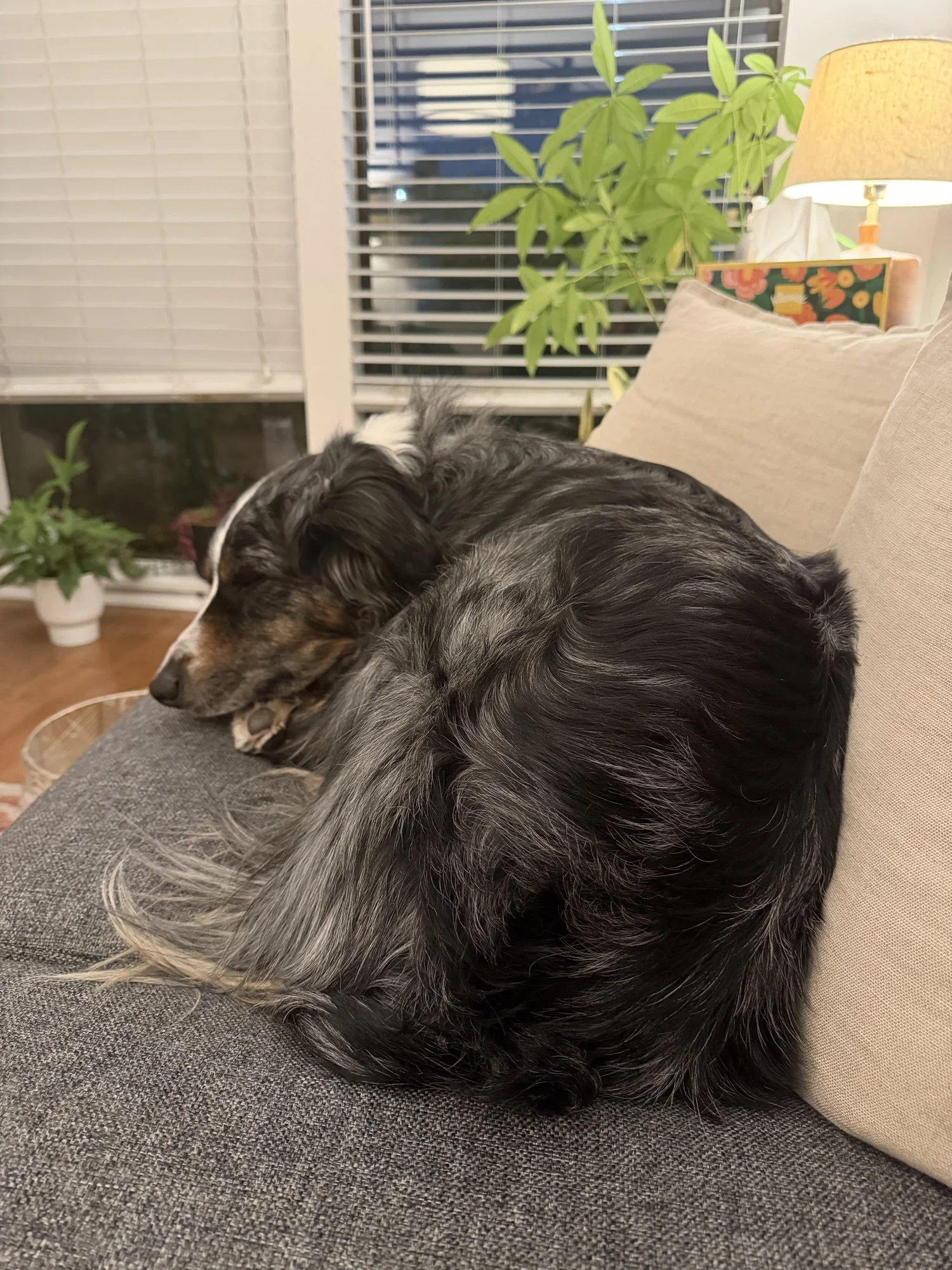 Two therapy dogs resting together on a couch