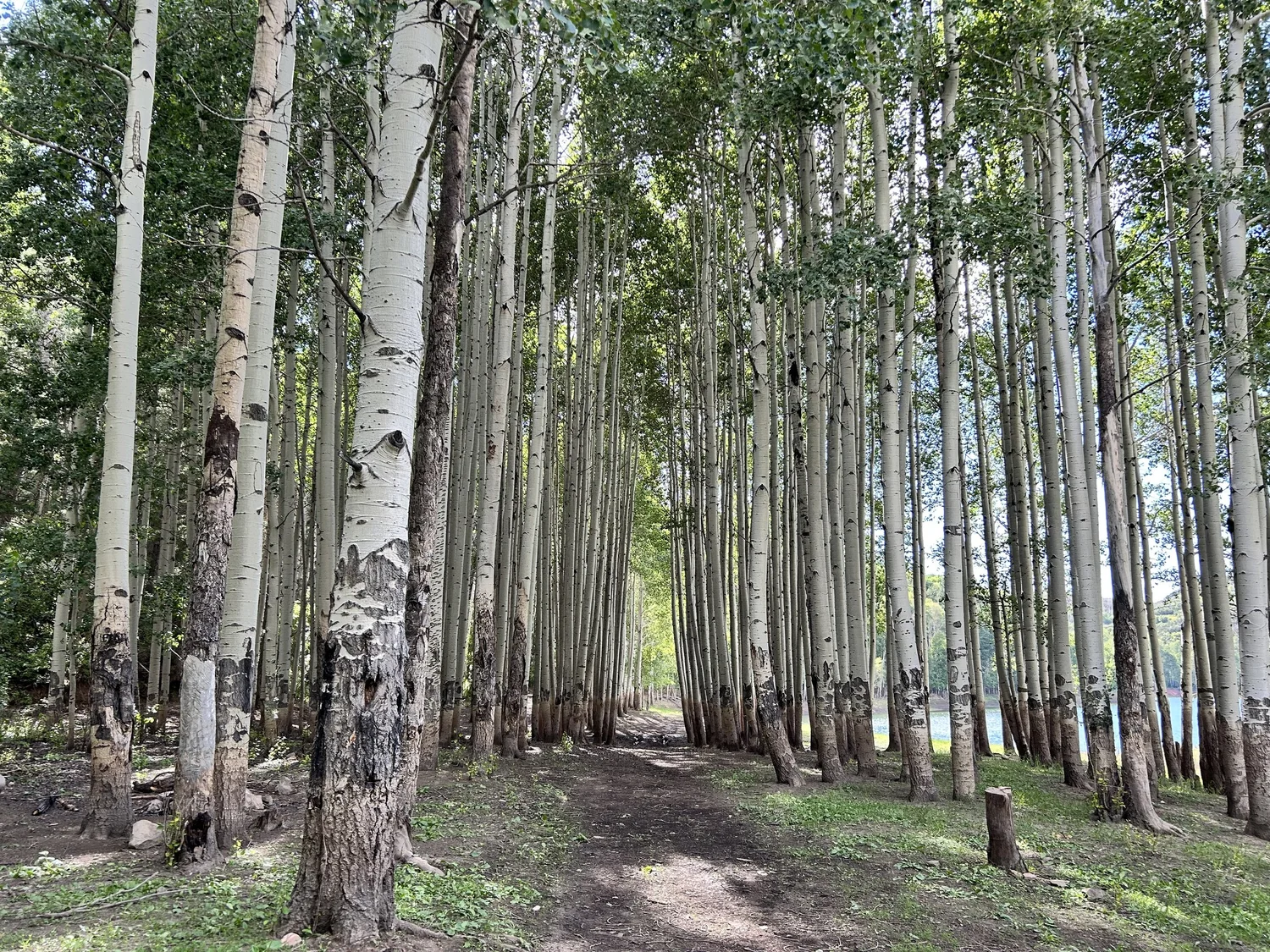 Sunlight along a path through an aspen grove