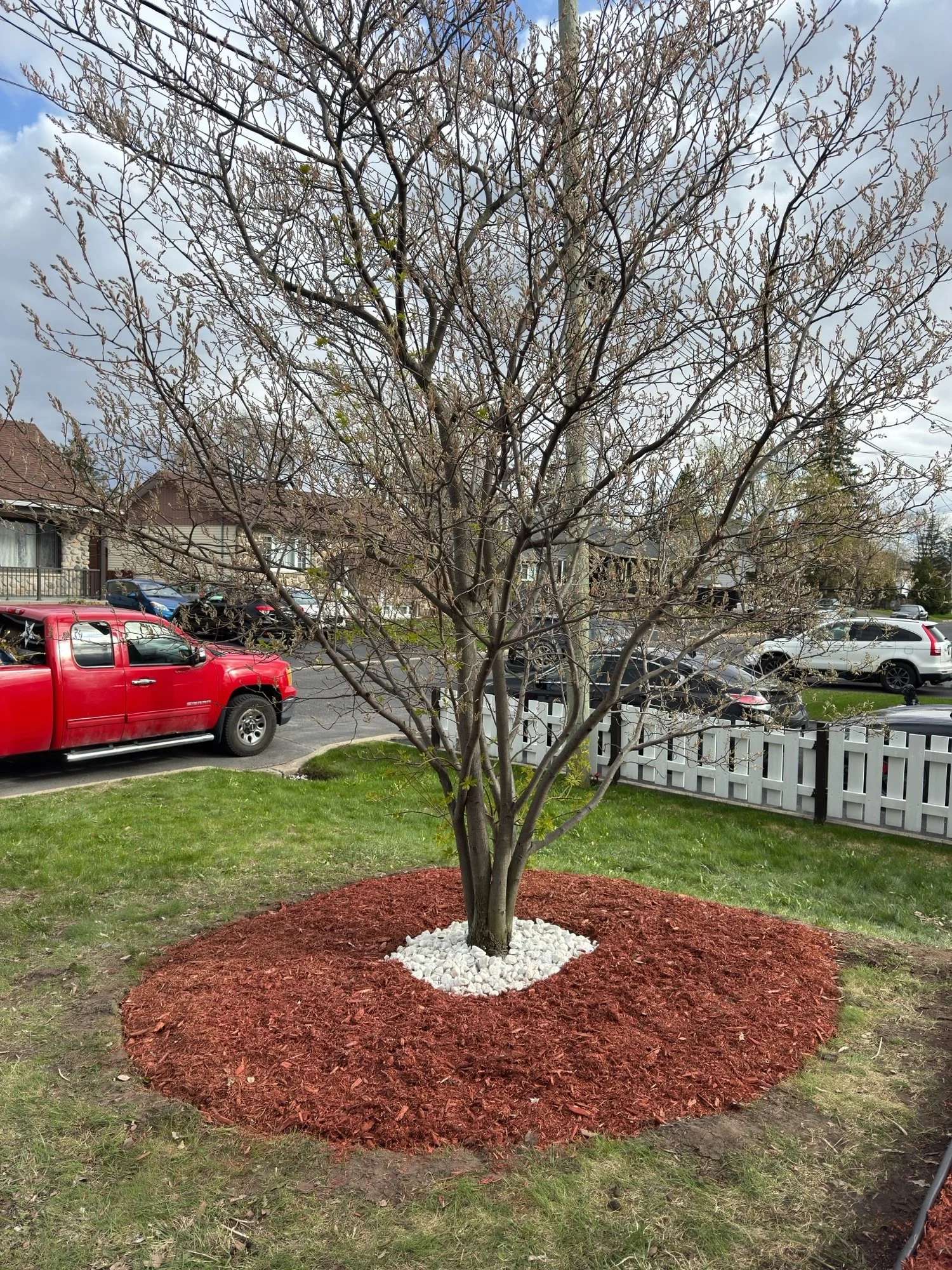 A young tree planted in a suburban yard with a mulched bed, surrounded by several parked cars and residential buildings in the background.