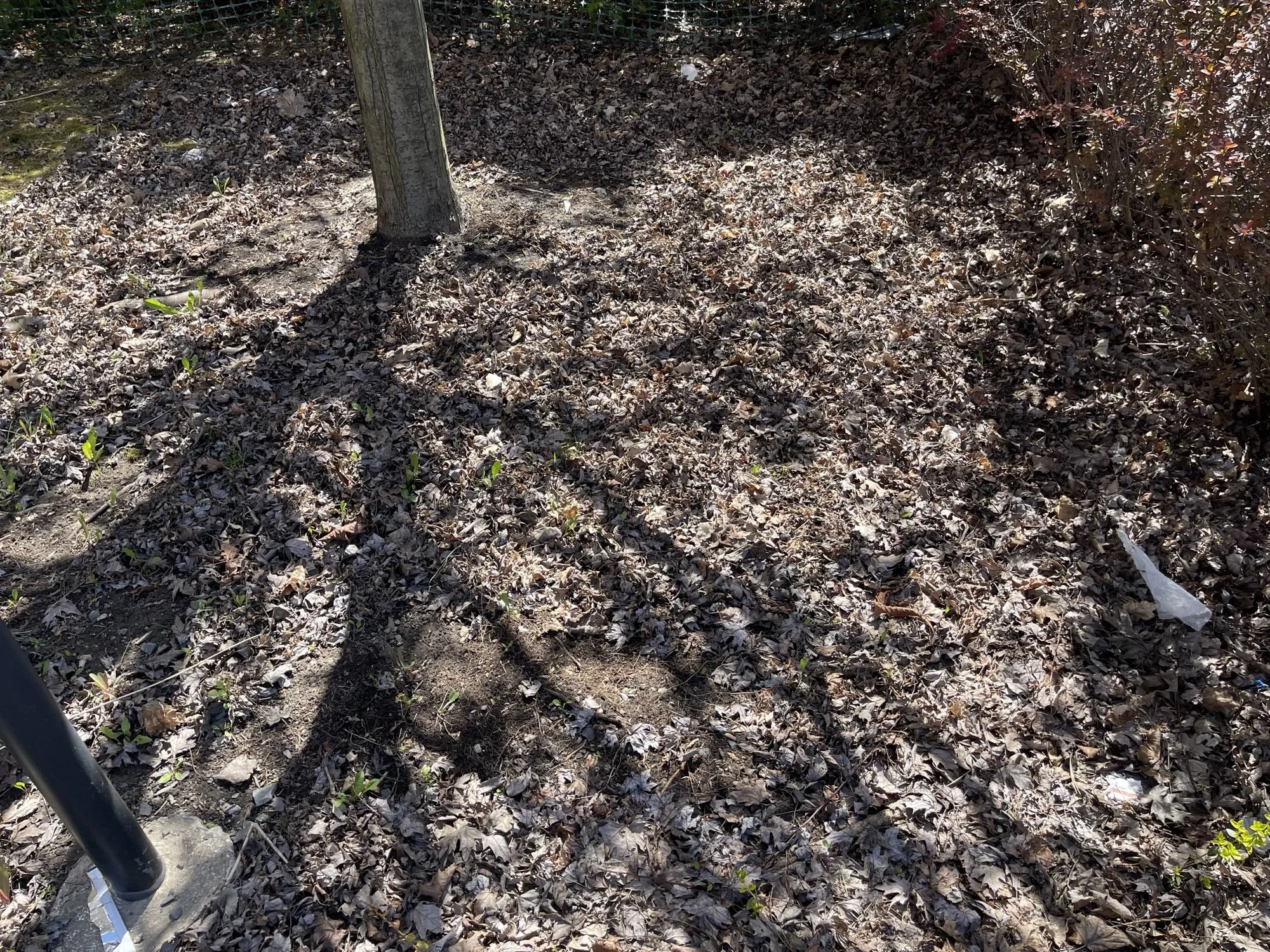 A patch of ground covered in dry leaves, with a tree trunk on the left side, shadows cast across the leaf-covered ground, and some small green plants sprouting through the leaves.