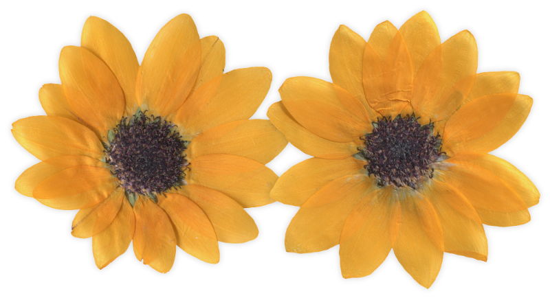 Two pressed yellow flowers with dark centers.