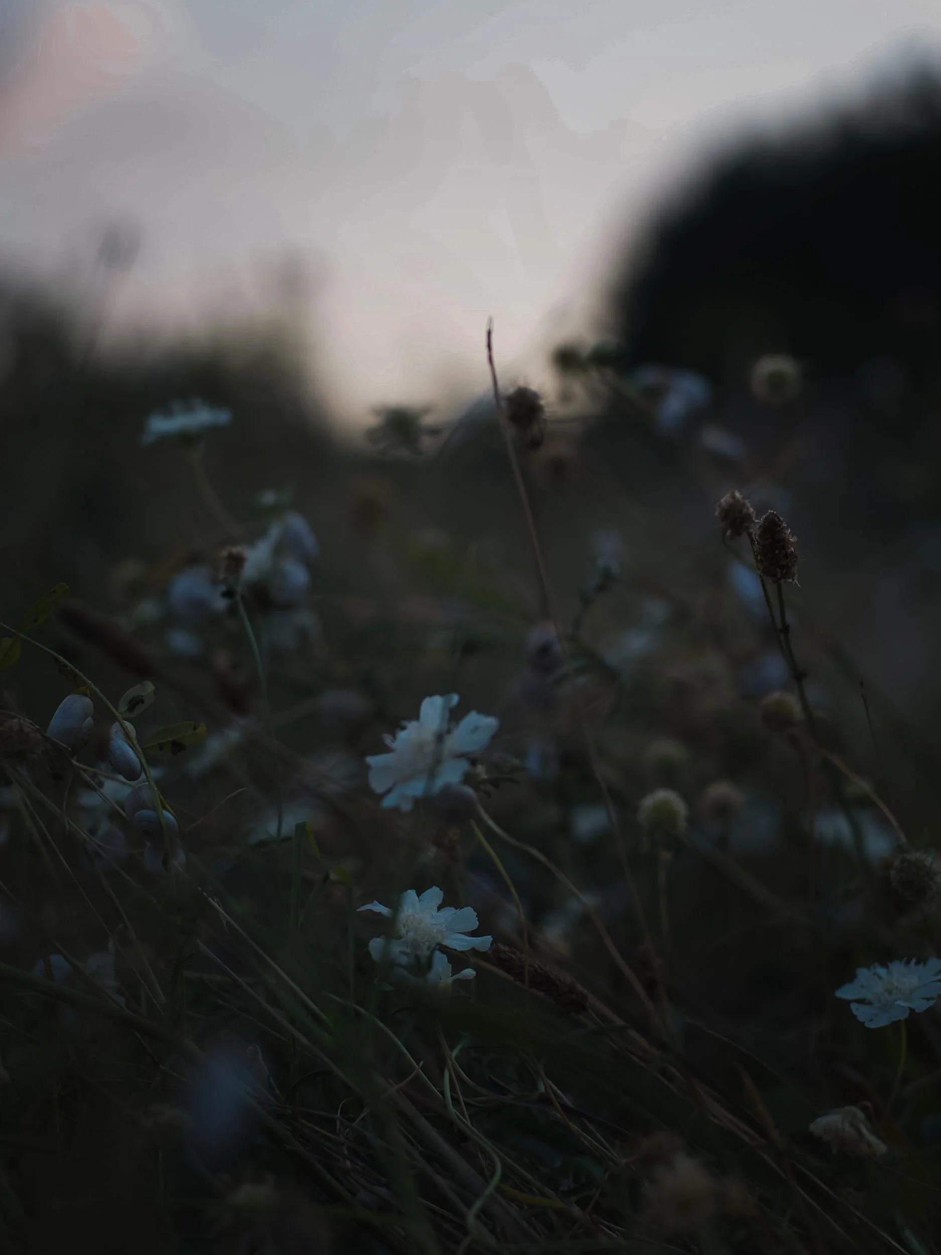 Wildflowers in the dark