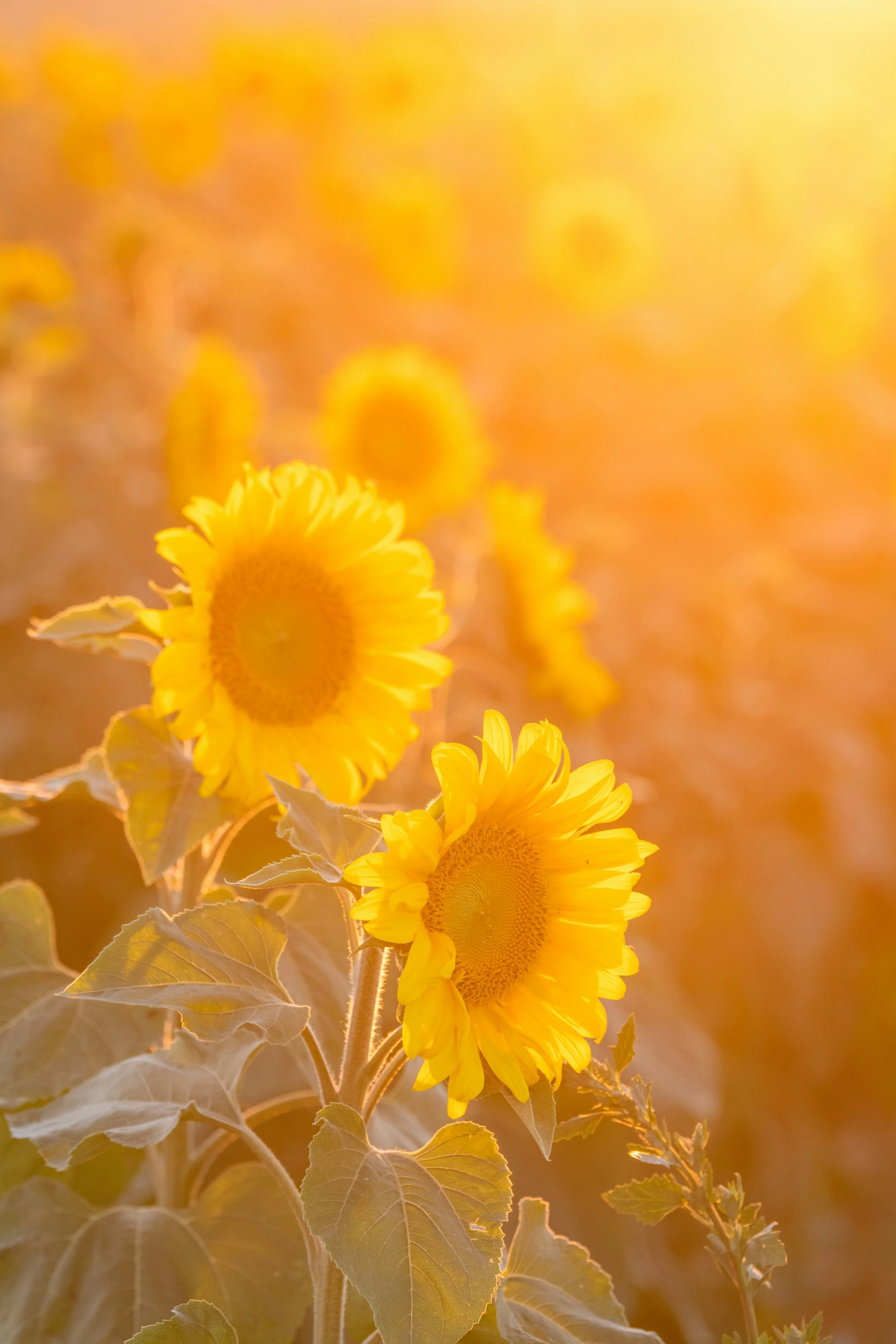 Close-up of bright yellow sunflowers against a warm, blurred background at sunset.