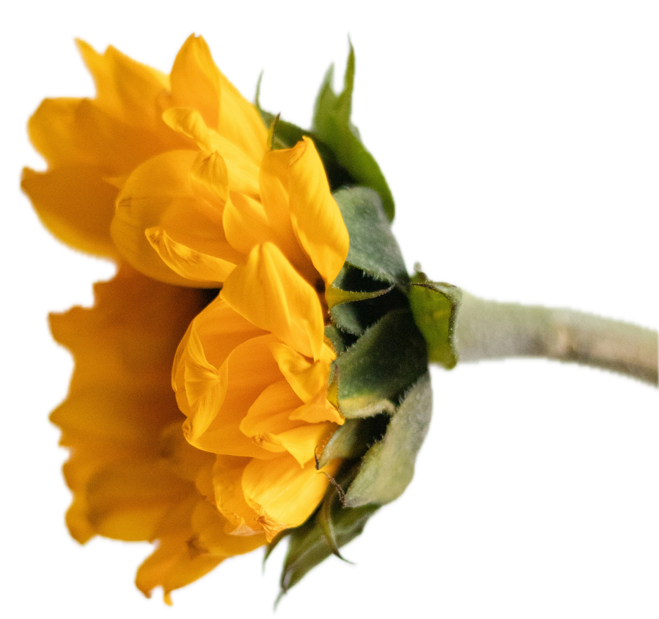 A close-up image of a yellow flower, showing its petals and green stem.