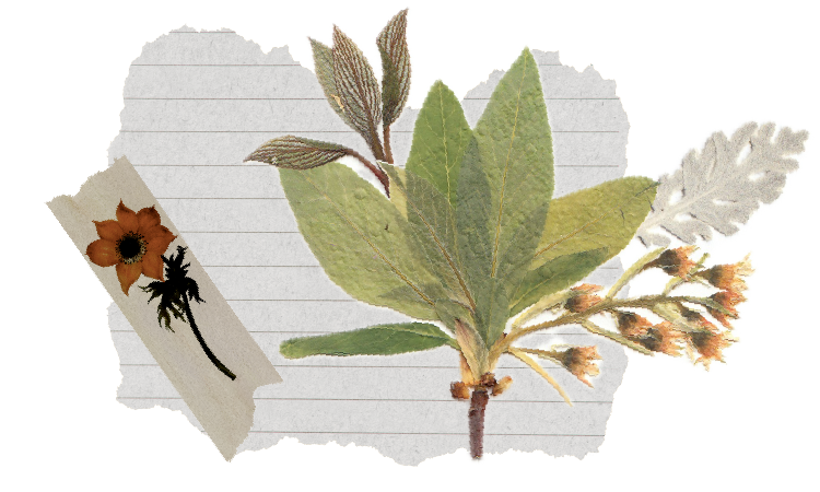 A sprig of green and brown herbs placed on lined paper with a piece of paper featuring a botanical illustration and a black silhouette of a plant.