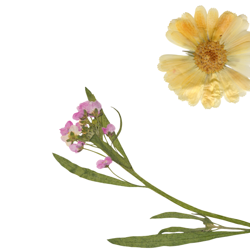 A yellow and orange flower with a large, round center and delicate, ruffled petals, alongside a smaller pink and white flower with green leaves and a long stem.