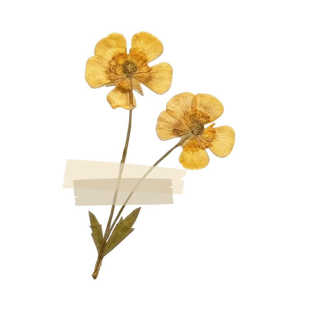 Two dried yellow flowers with stems and leaves, taped down