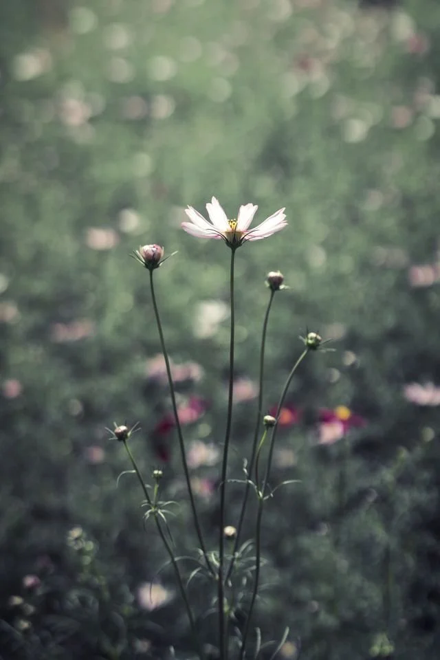 Wildflowers growing up through weeds