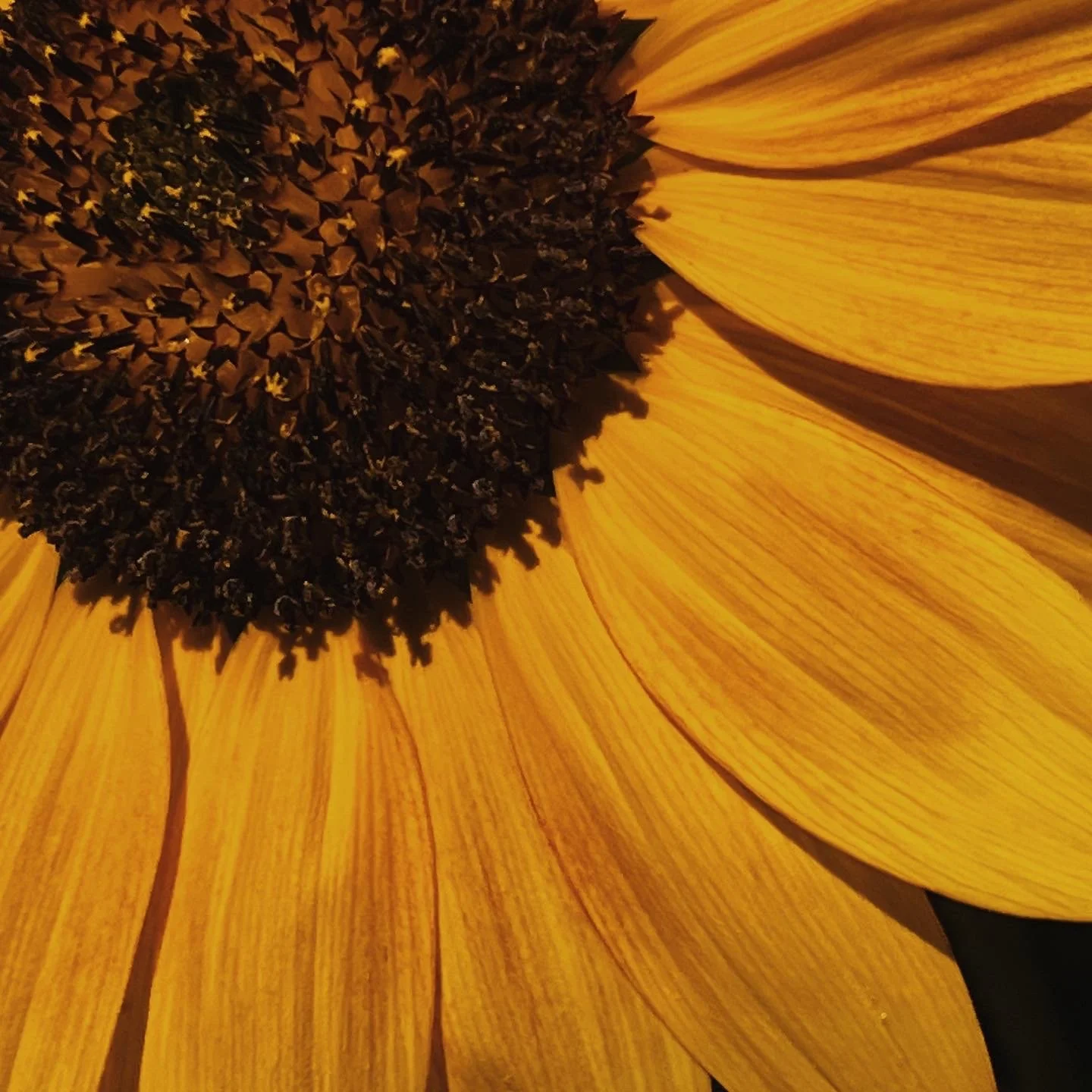Close-up of a sunflower's center with dark brown seeds and yellow petals.