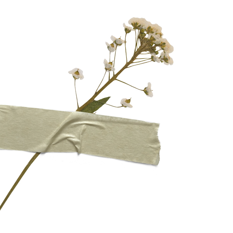 A wildflower "taped" to the screen