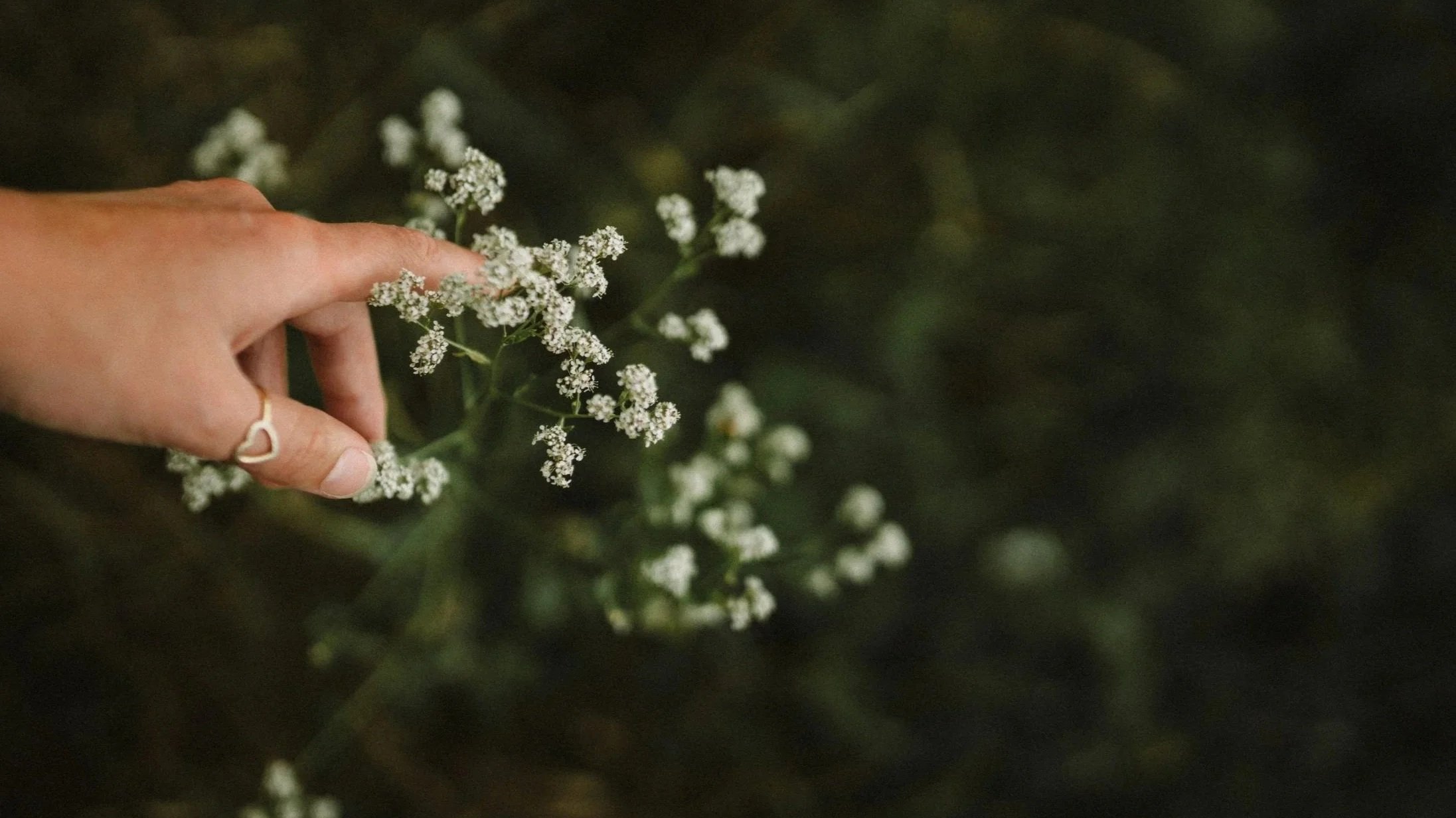 hand pointing to a cluster of small white flowers