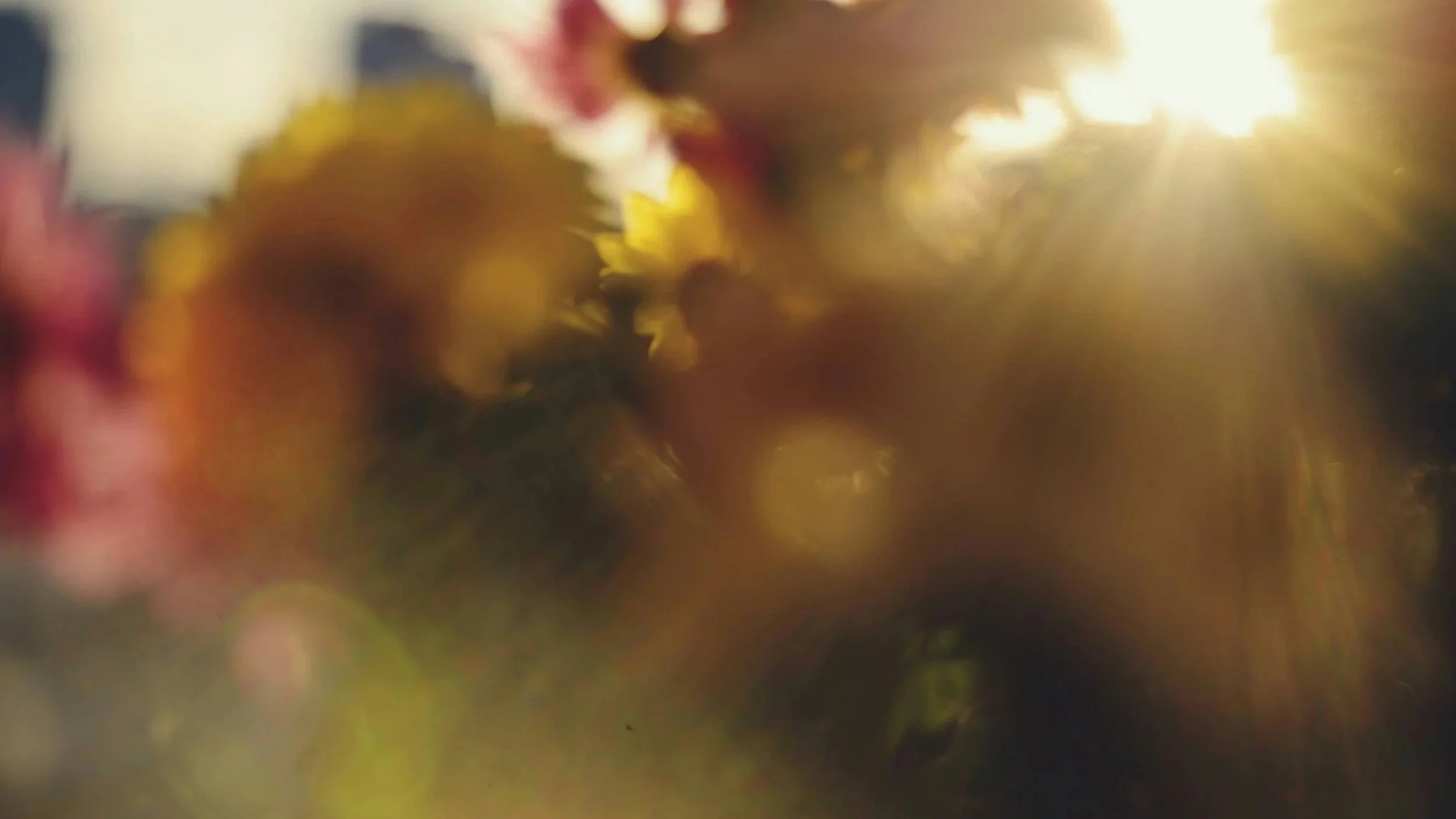 a view of flowers against a sunrise