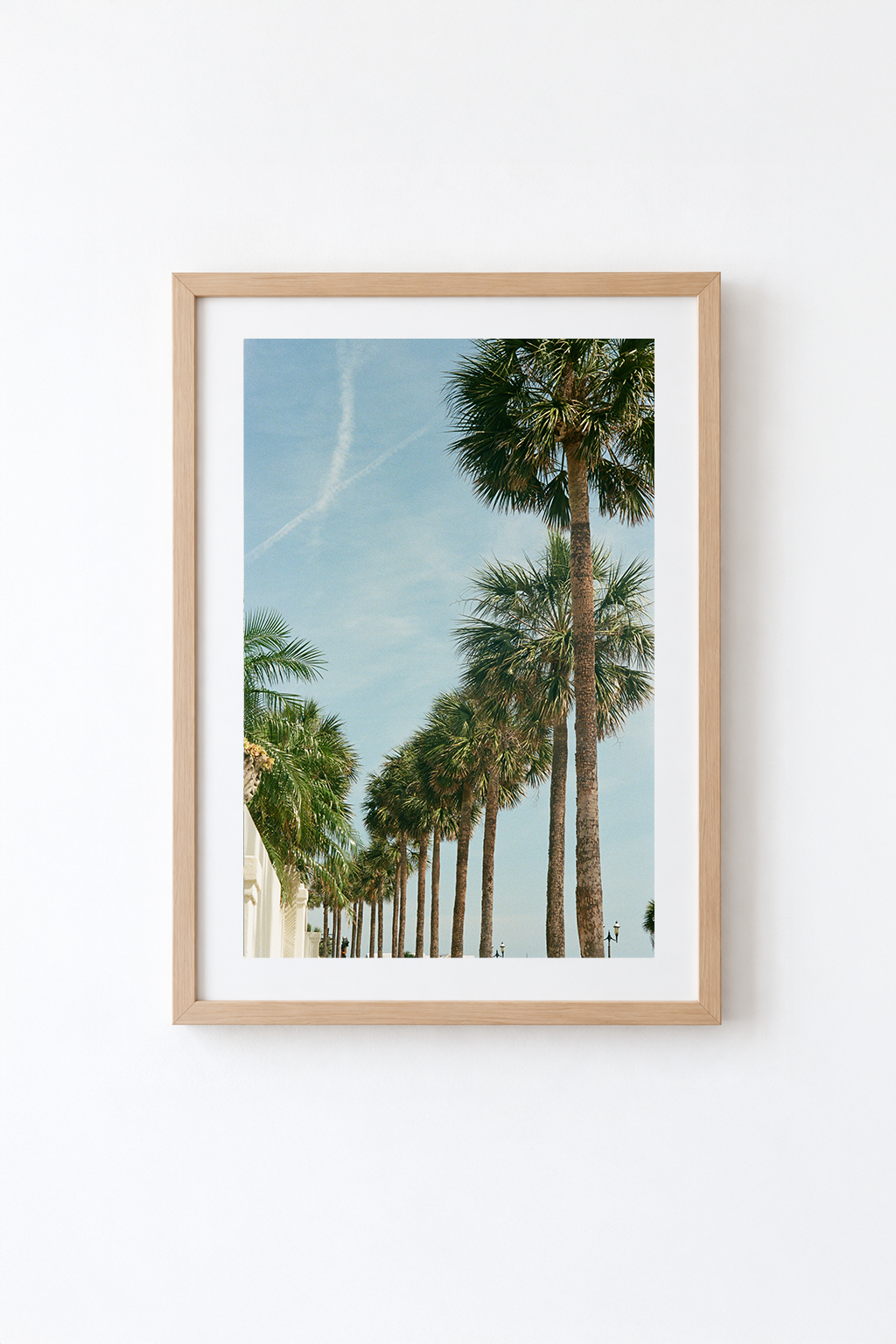 palms.png