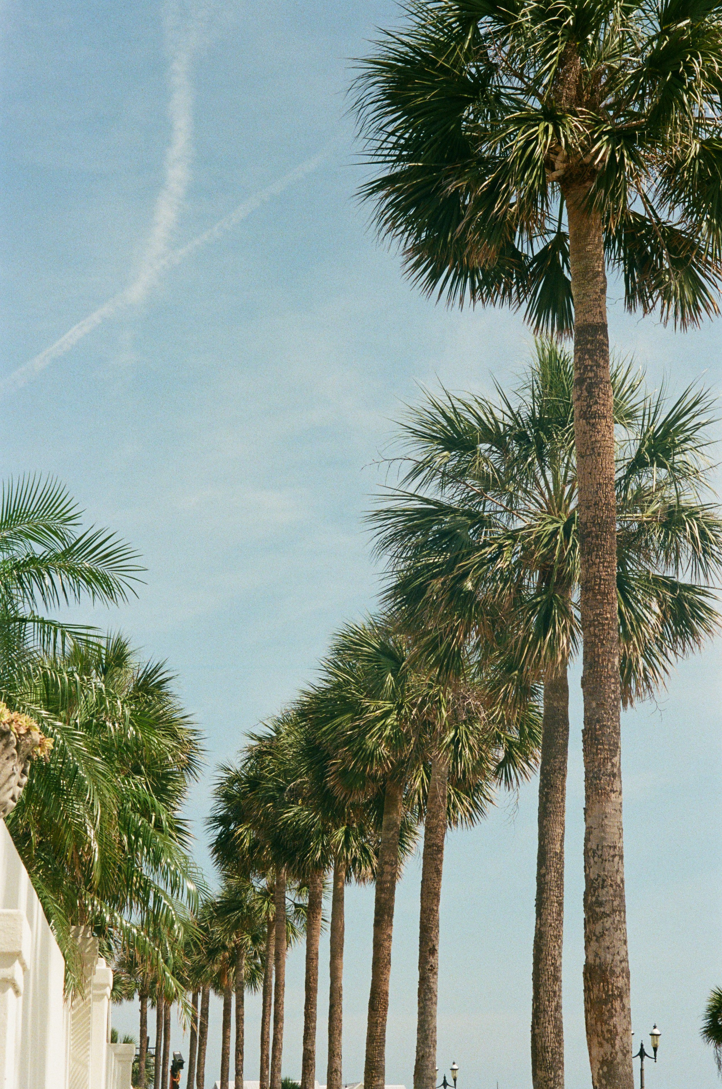 Row of Palms - 12” × 17”