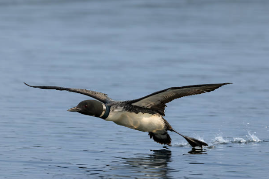 A loon flying low over a body of water with its wings spread wide.