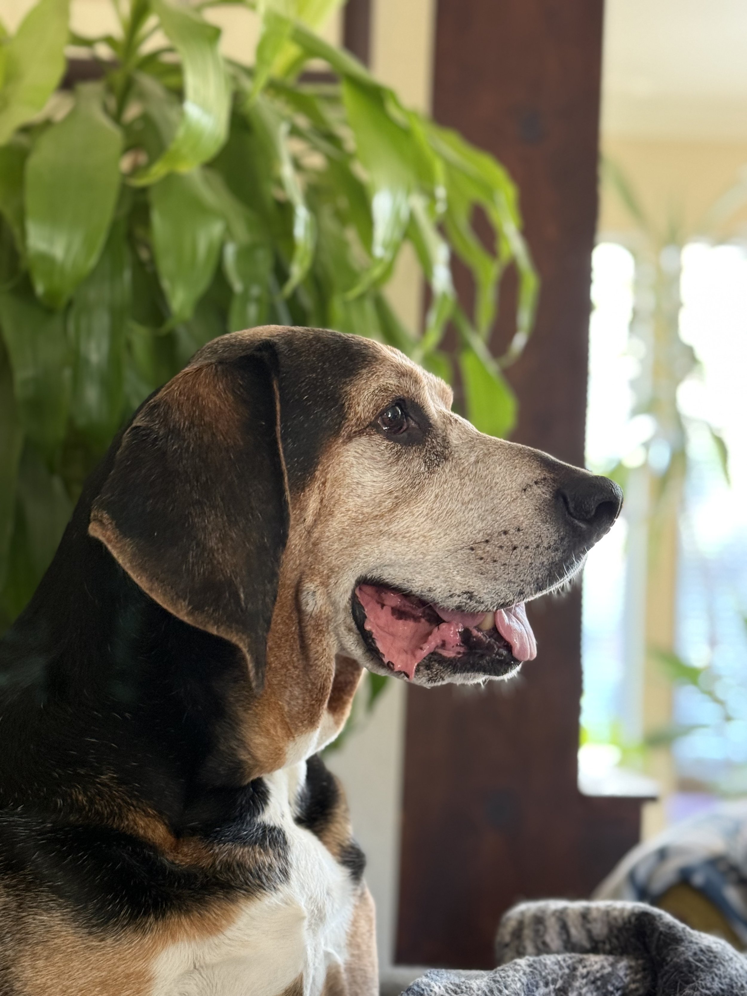Gus smiling at the TV