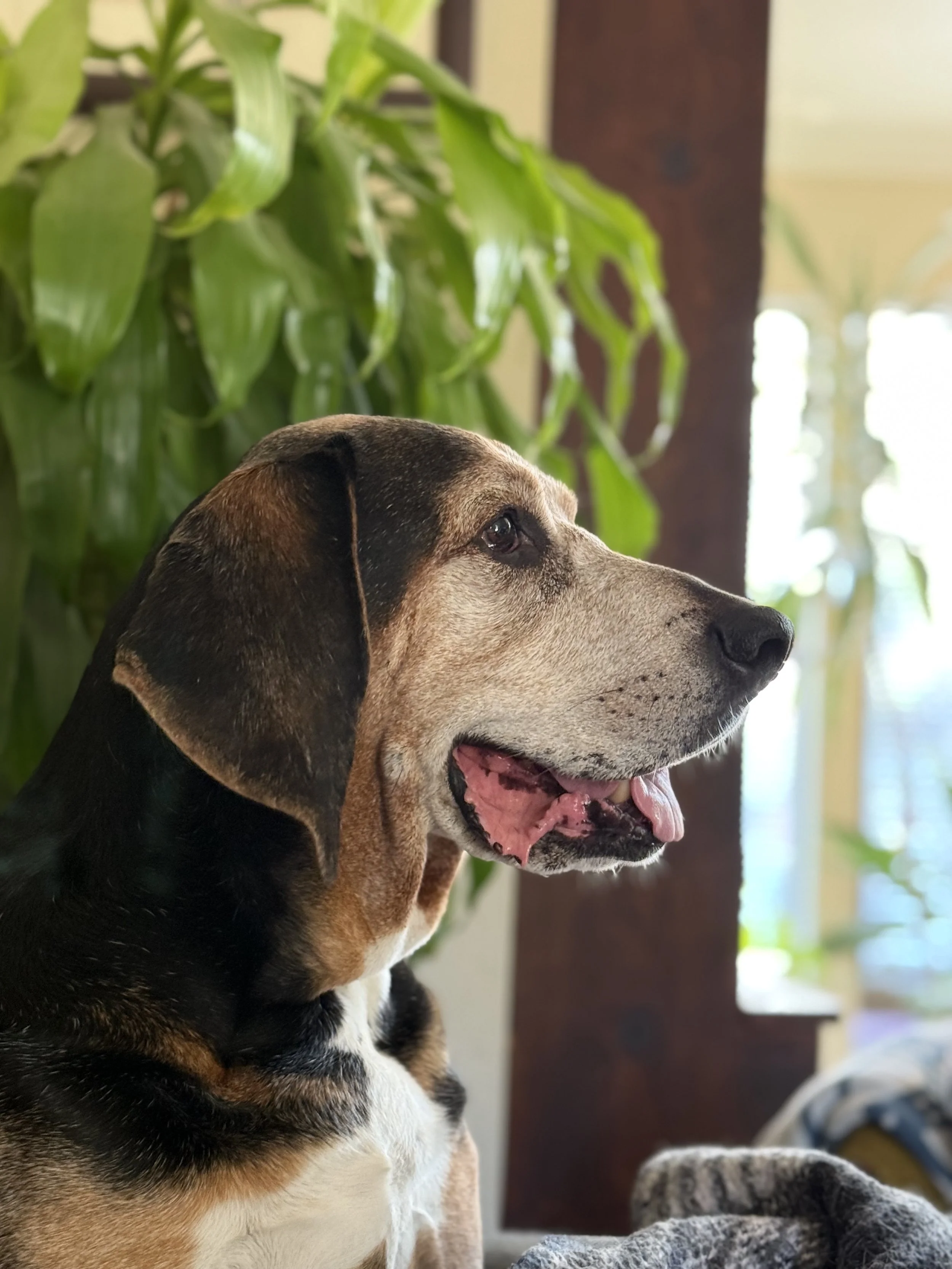 Gus, sitting on the couch, watching a show!